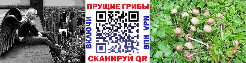 Галлюциногенные грибы прущие грибы  наркошоп  Николаевск-на-Амуре 